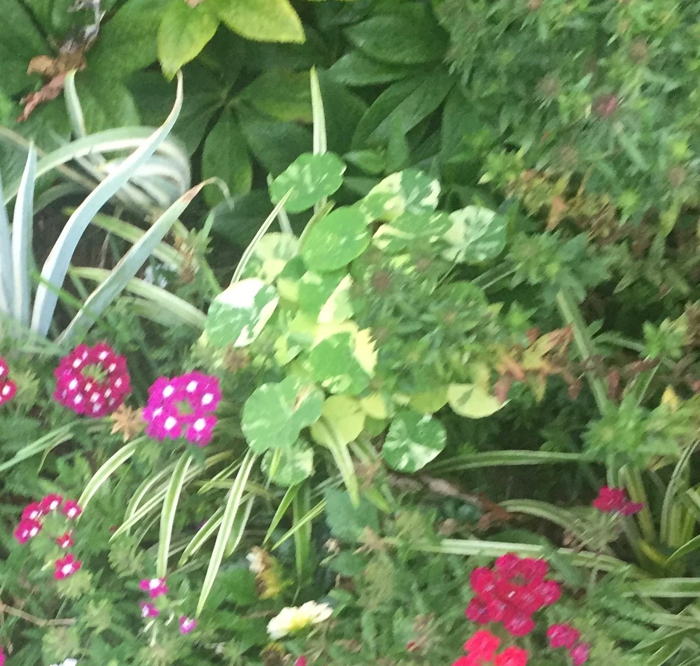 Nasturtium 'Alaska' - it's a blurry photo, but it gives a much better idea of how they really work in a real garden than the photos in seed catalogs. This was planted in a pretty shady spot and it didn't flower much (the flowers are verbena). These round leaves looked fresh and bright in this late September photo.