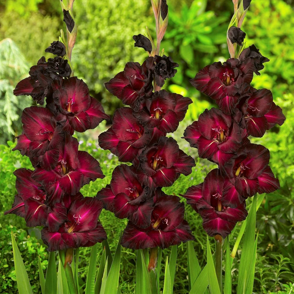 Gladiolus_Black_Sea.IBULB_1024x.jpg