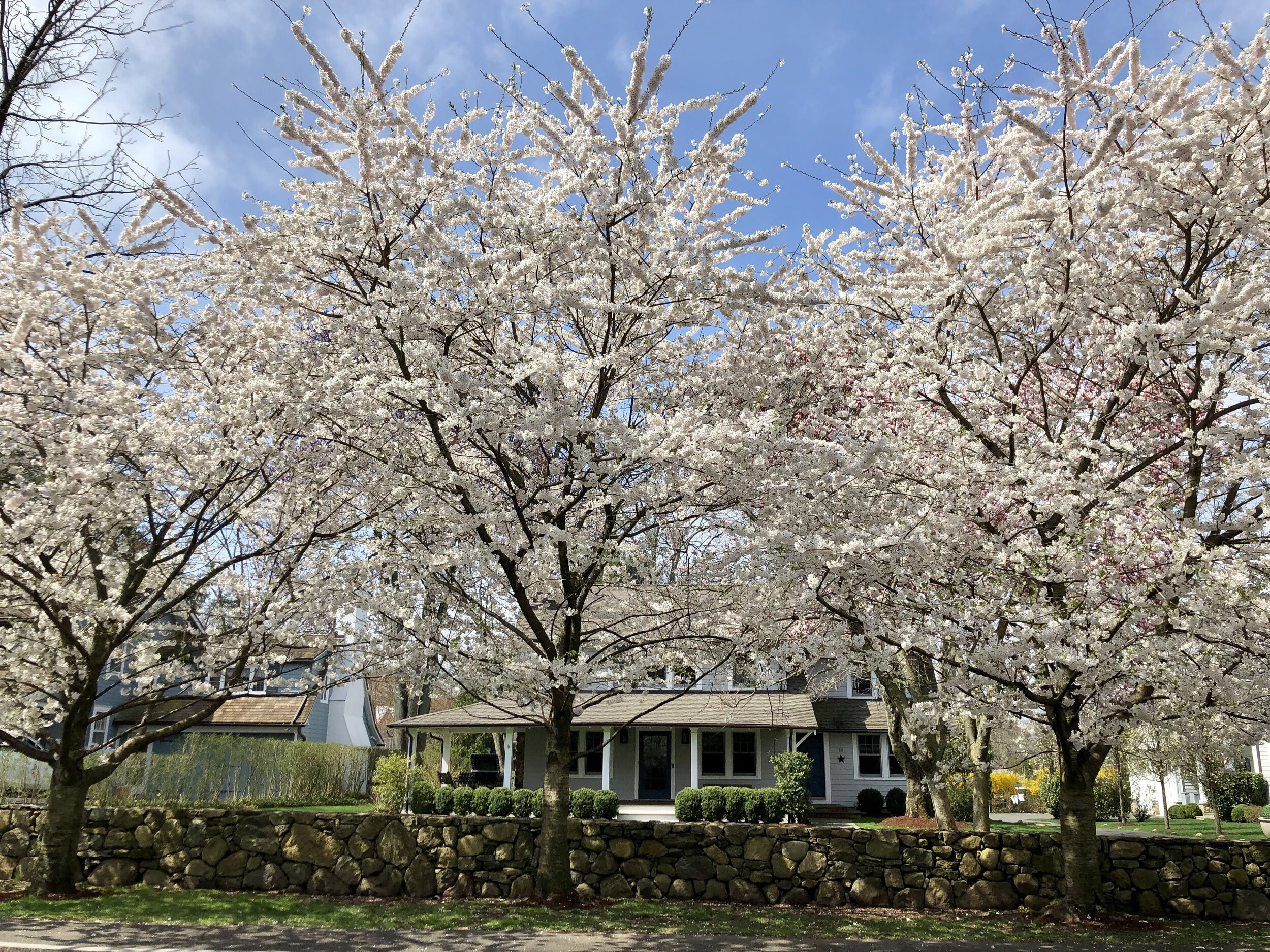 I walked around town this week and the flowering trees were dazzling. I got a window between the storms to take some photos. What could be more charming than these gorgeous blossoming beauties in front of a stone wall?!