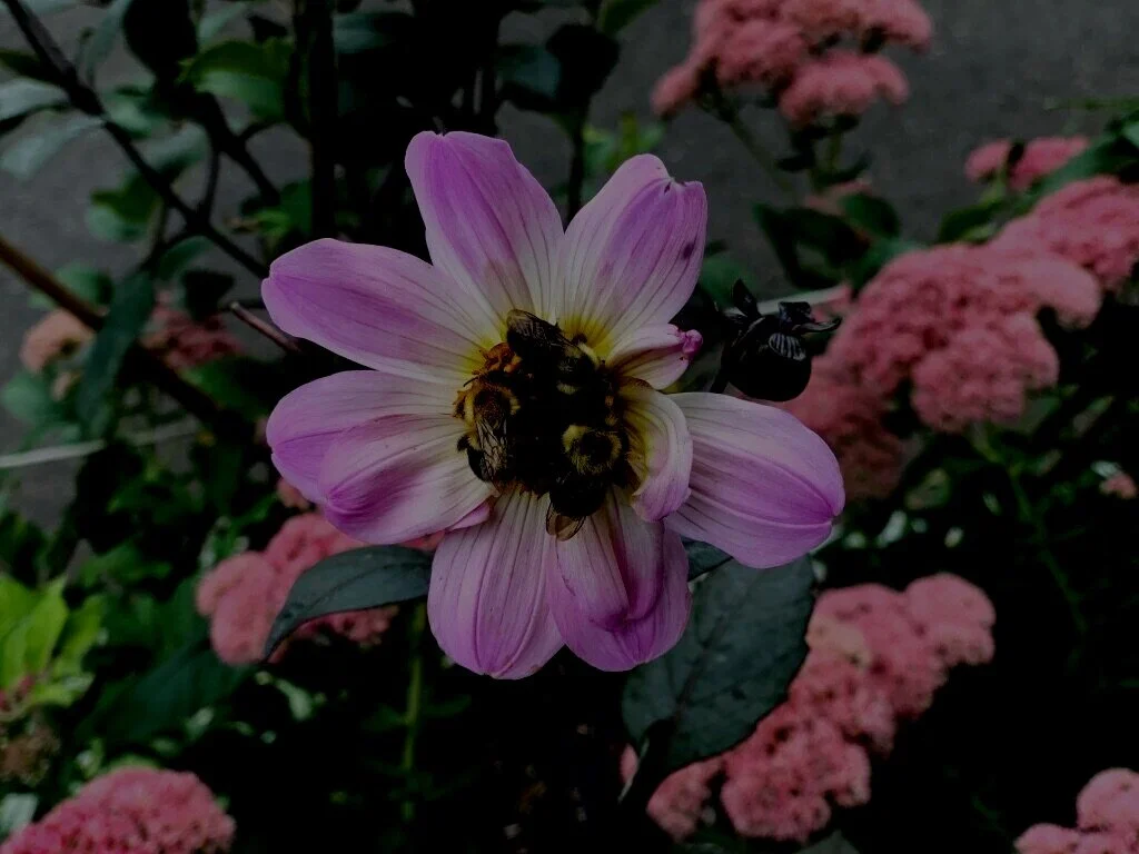 10D3628A-BA5C-47D6-A9CE-864D90FB51A5_1_105_c.jpg