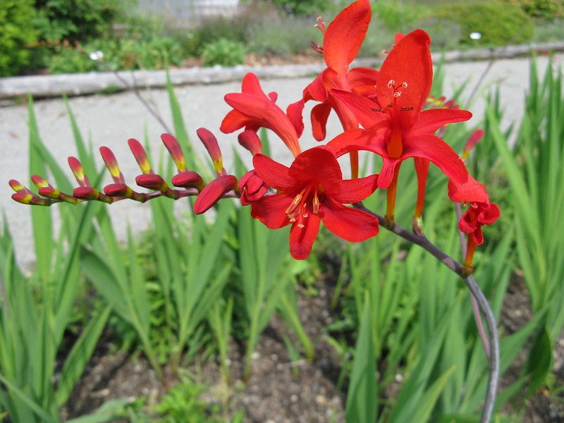 'Lucifer' Crocosmia
