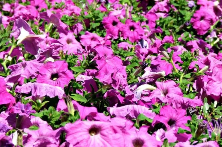 PetuniasCapture.JPG