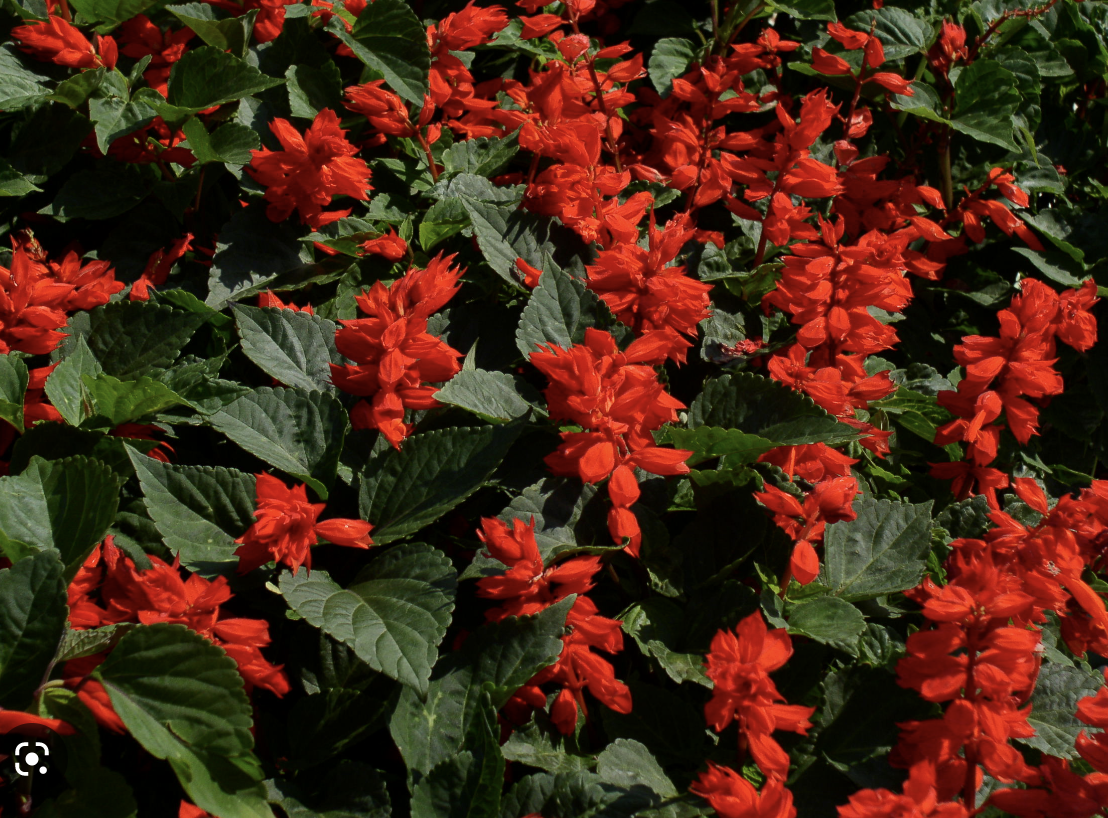 Salvia - Flat
