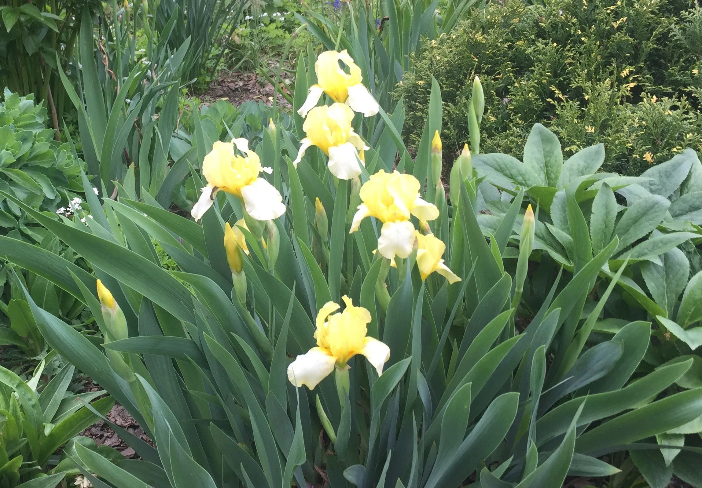 IMG_3818.jpeg