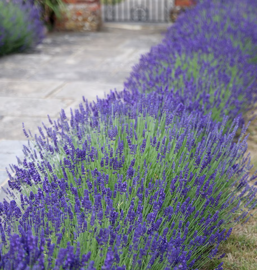 Screenshot 2026-02-28 at 1.20.17 AM.png