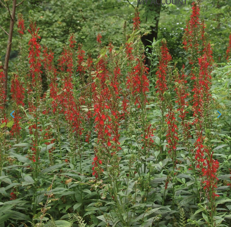 Screenshot 2026-02-27 at 3.16.56 PM.png