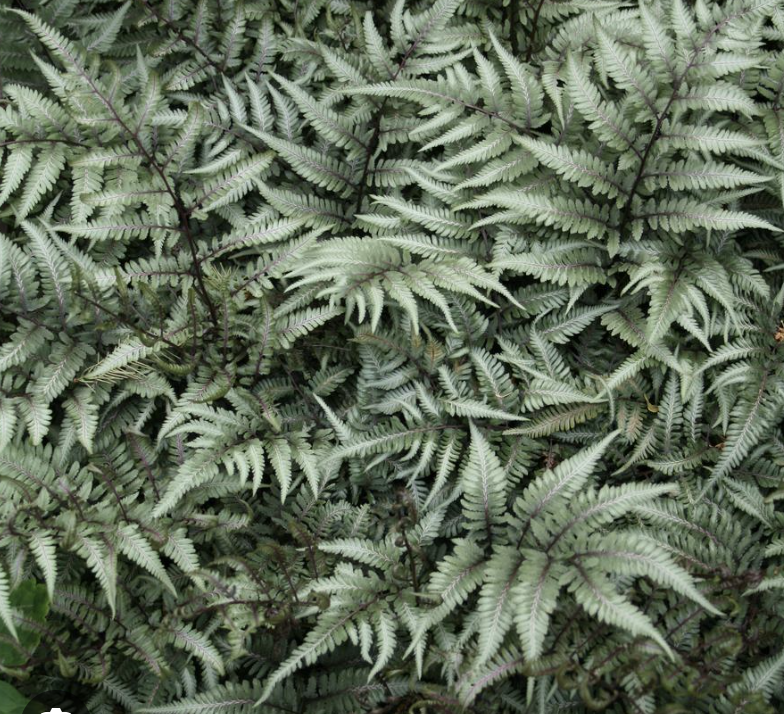 Athyrium Godzilla - big Japanese painted fern. What's not to love?