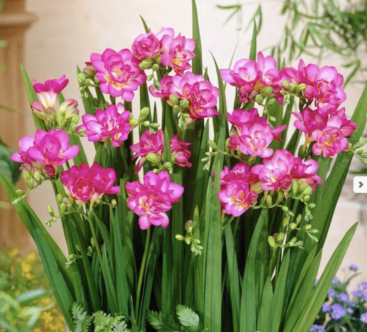 Screenshot 2026-03-01 at 7.38.35 PM.png