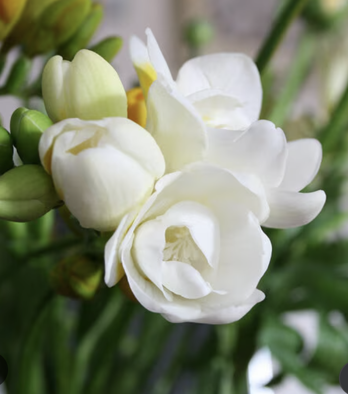 Screenshot 2026-03-01 at 7.37.03 PM.png