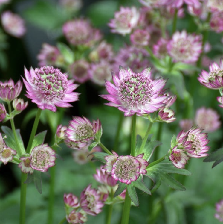 Astrantia major 'Star of Beauty'