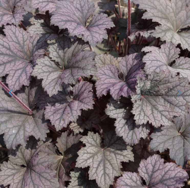 Screenshot 2026-02-27 at 3.07.47 PM.png