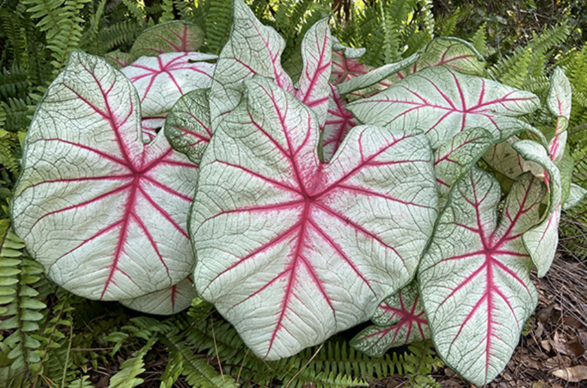 Screenshot 2026-02-27 at 2.37.53 PM.png