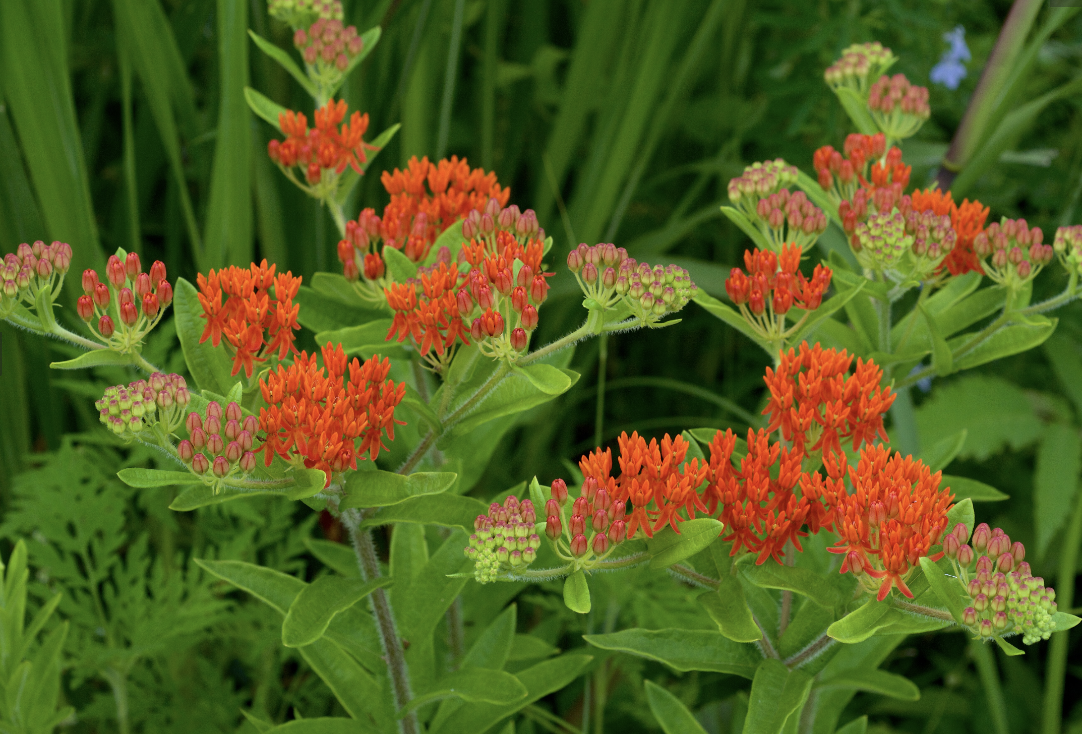 Butterfly Weed
