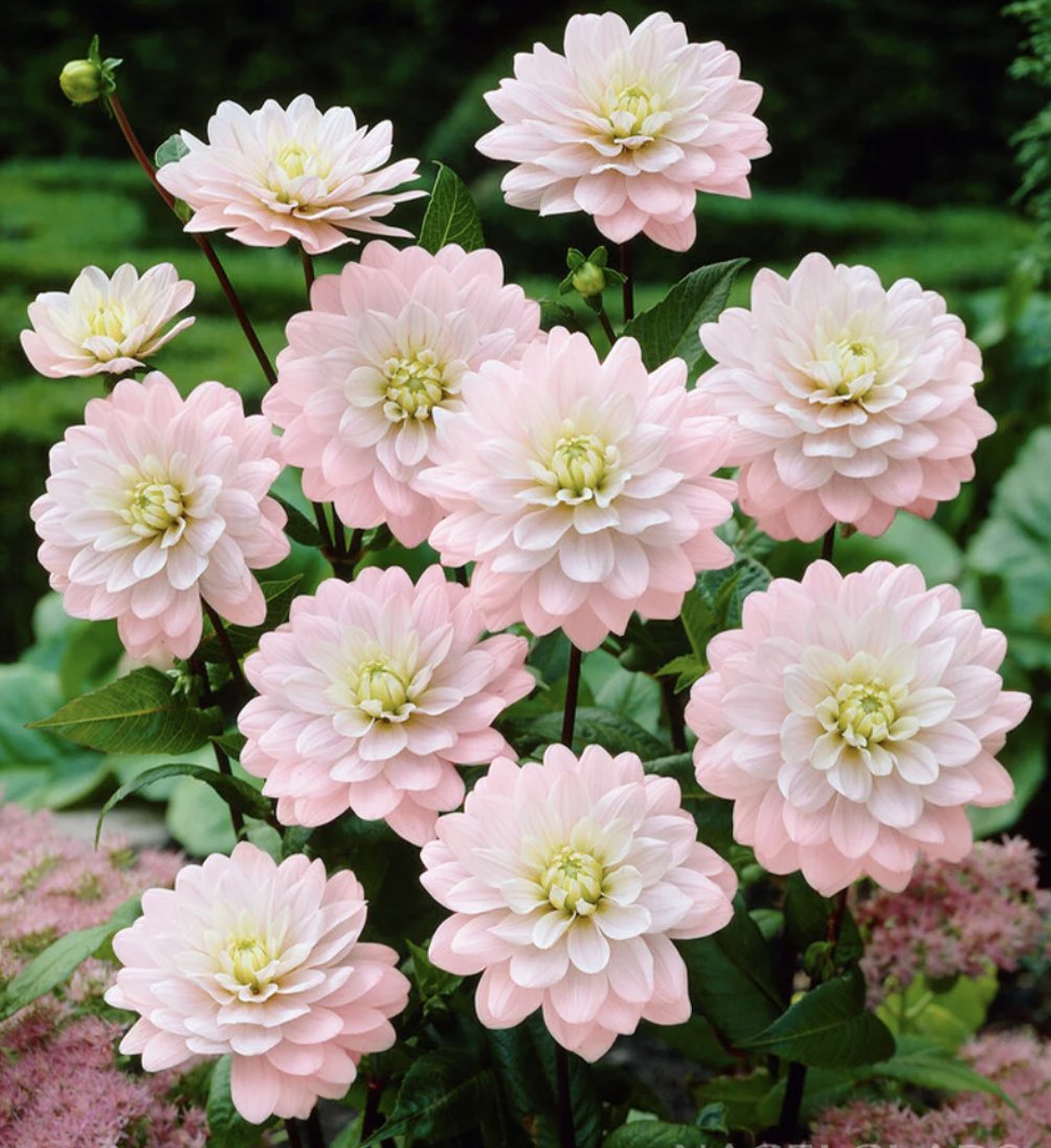 Screenshot 2026-03-04 at 7.37.44 PM.png