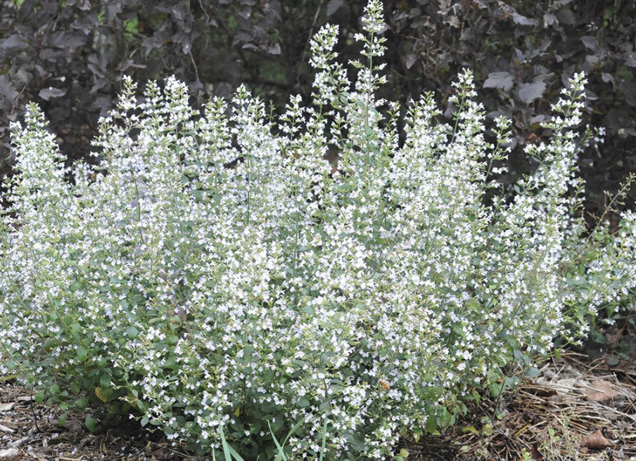 Screenshot 2026-02-28 at 1.48.57 AM.png