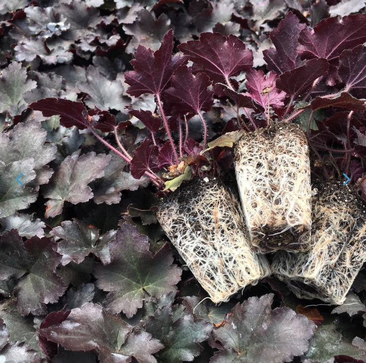 Screenshot 2026-02-27 at 3.08.10 PM.png