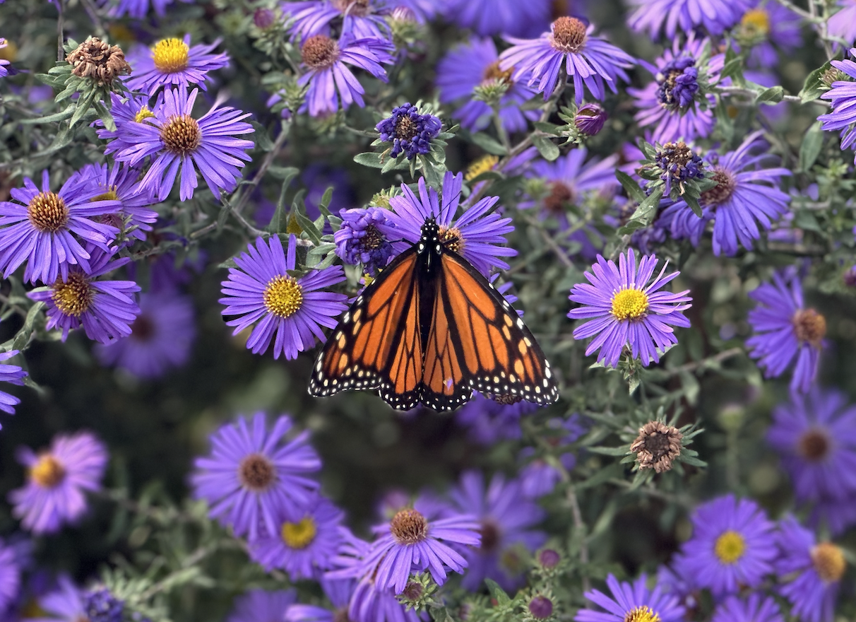 Screenshot 2026-02-28 at 12.58.09 AM.png