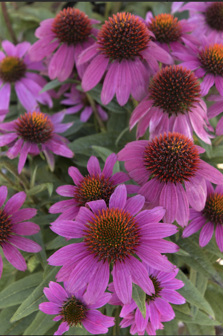 Coneflower ‘PowWow Berry’