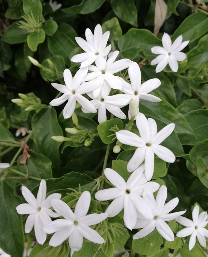 Screenshot 2026-01-19 at 10.23.37 AM.png