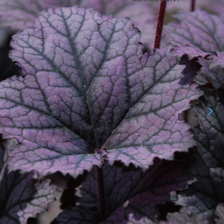 Heuchera 'Frosted Violet'
