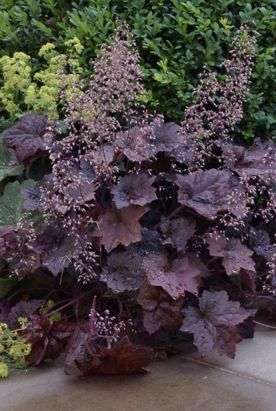 Heuchera micrantha Palace Purple