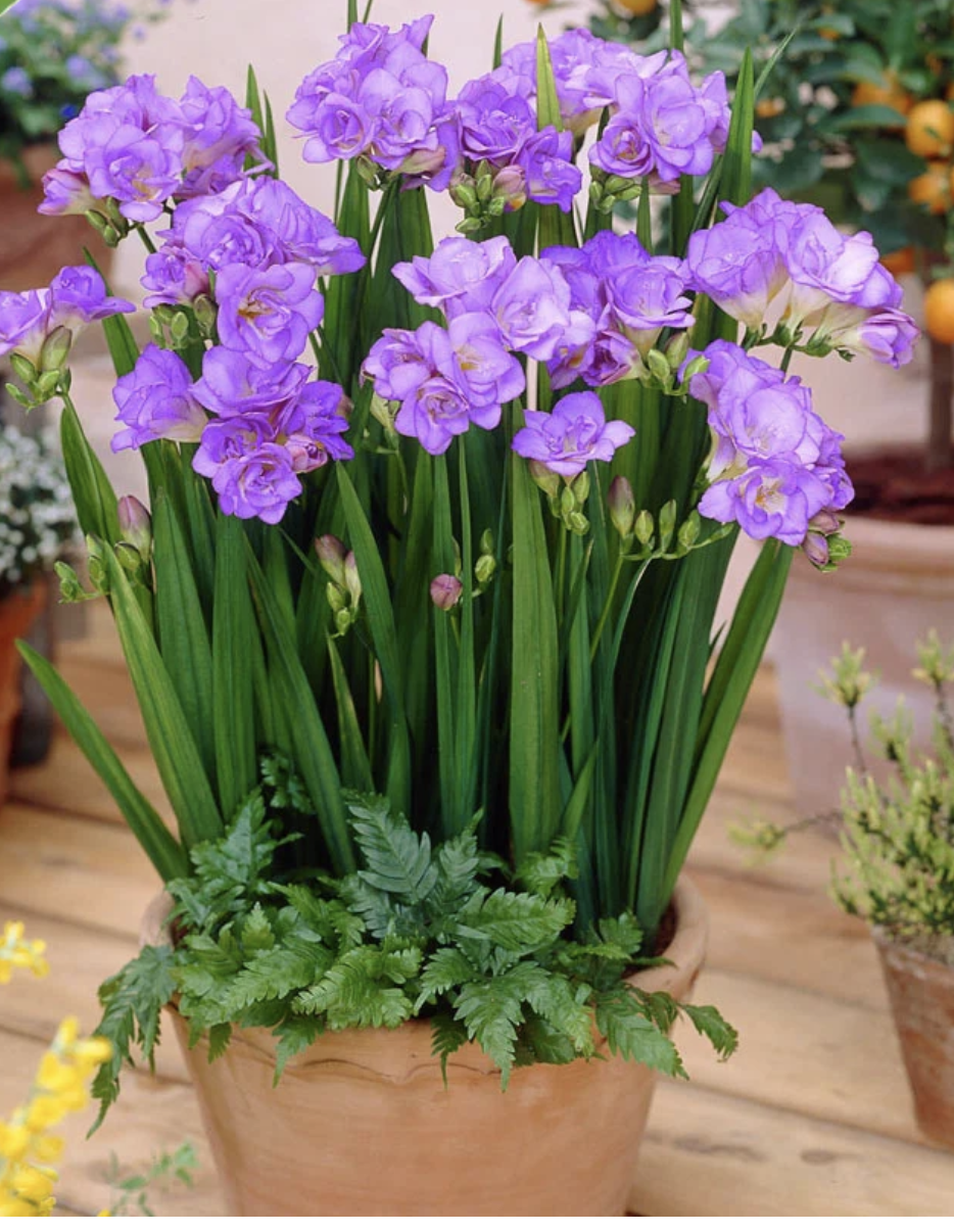 Screenshot 2026-03-01 at 7.36.09 PM.png