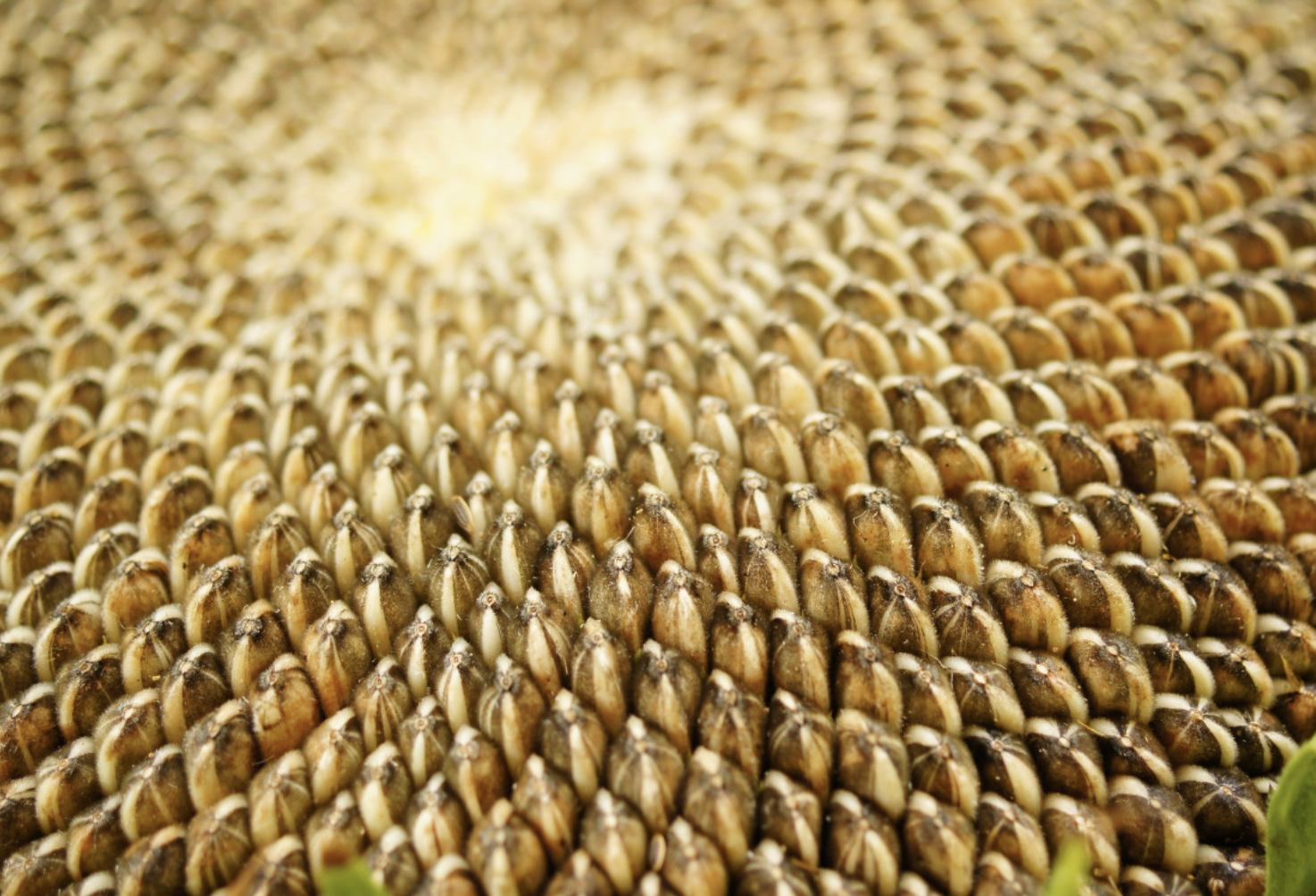 Seed Packing at the Perrot