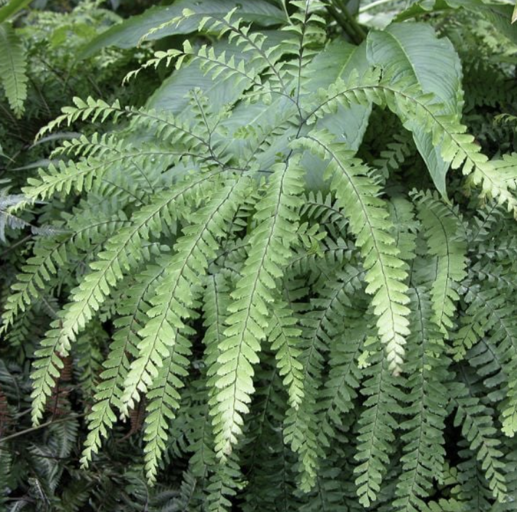 Screenshot 2026-02-27 at 2.55.46 PM.png