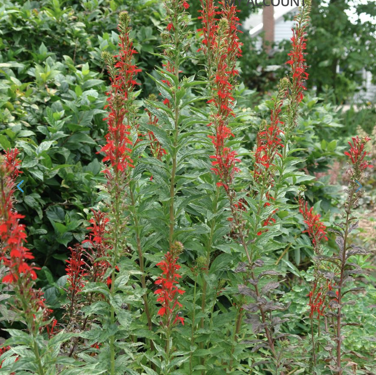 Screenshot 2026-02-27 at 3.17.05 PM.png