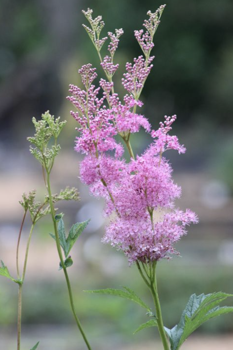 Screenshot 2026-02-27 at 2.33.03 PM.png