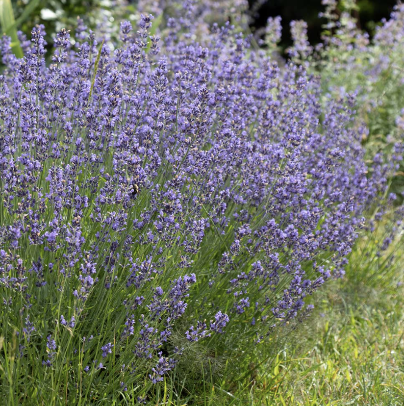 Screenshot 2026-02-28 at 1.19.29 AM.png