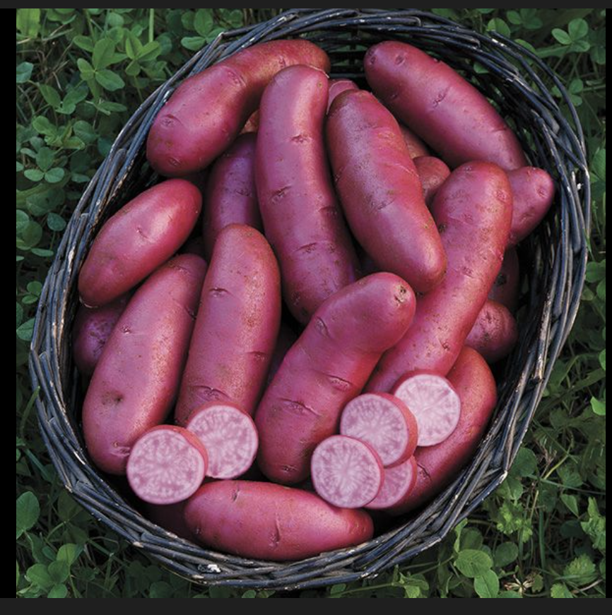 Potato Grow Bag Challenge