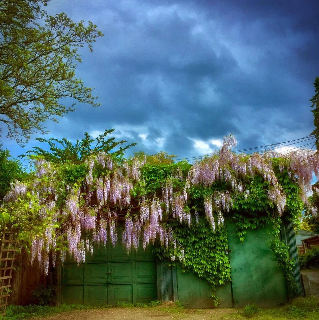Neighbours Garden.jpg
