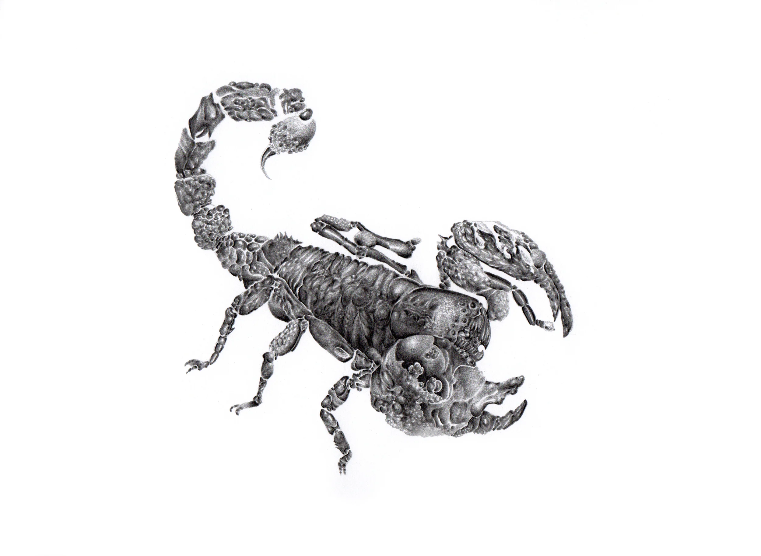 Scorpion