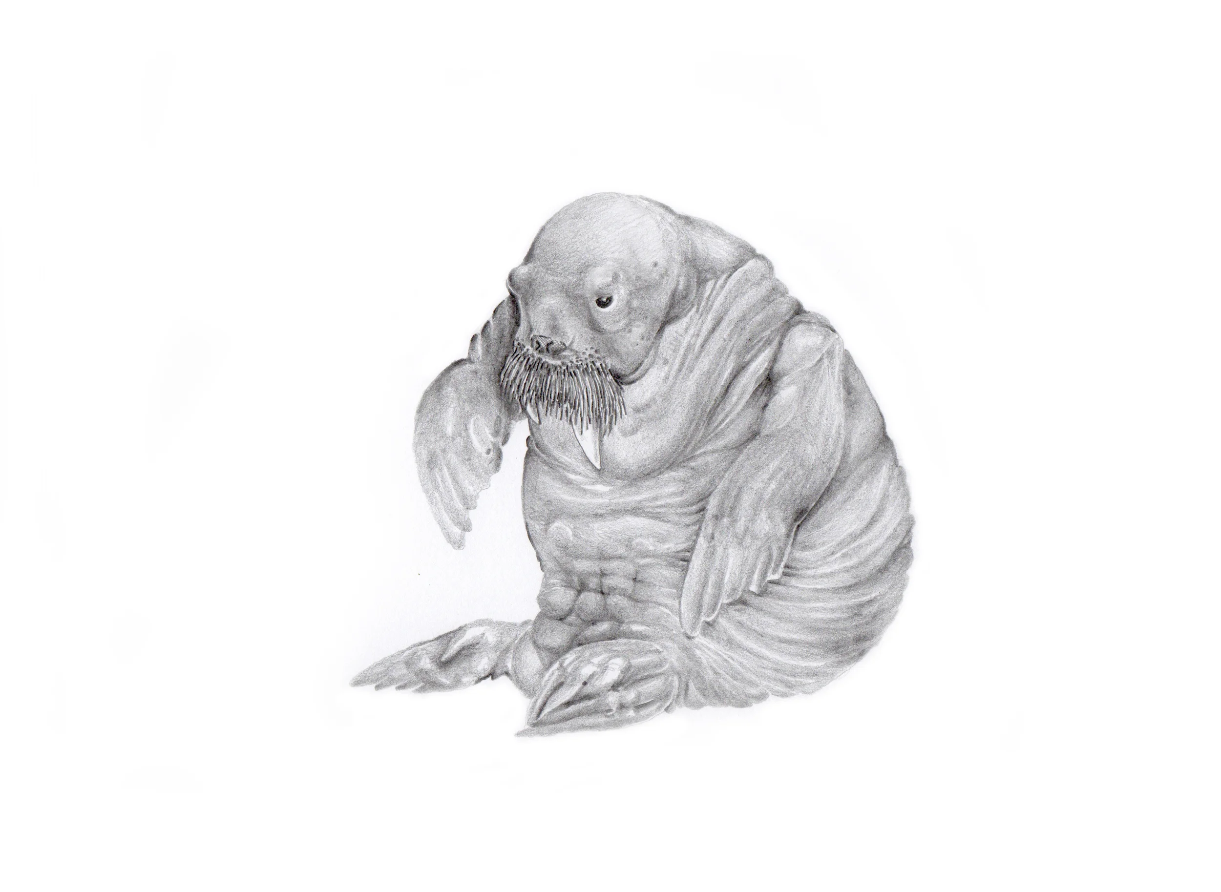 Walrus