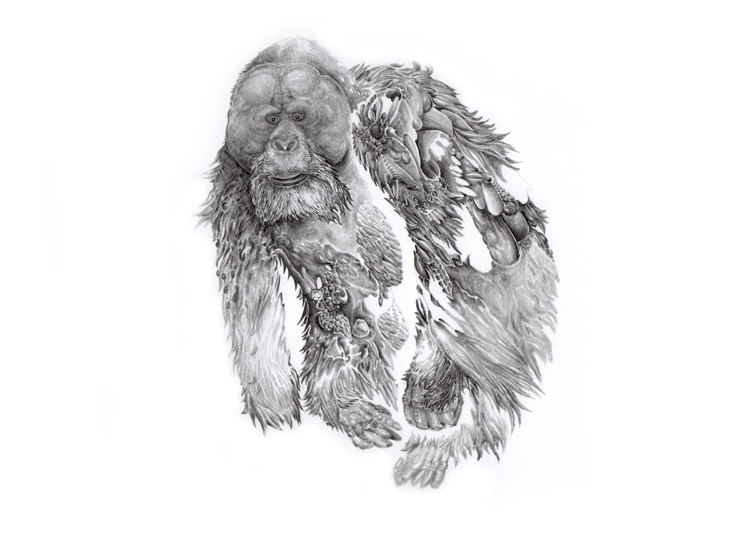 Orangutan
