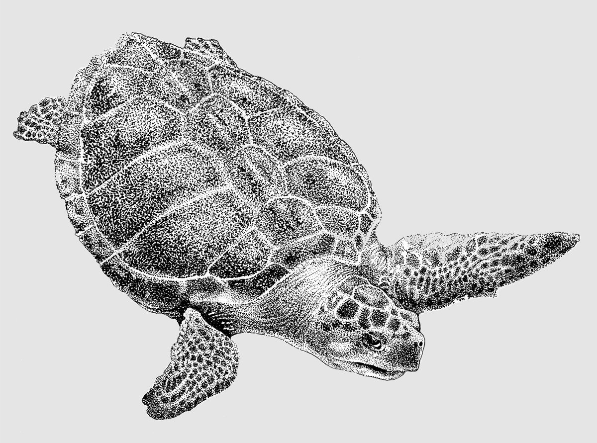 DK_Sea Turtle.jpg