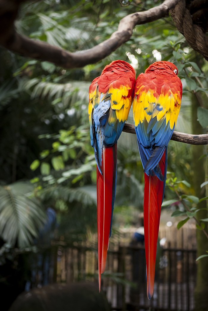 macaws2.jpg