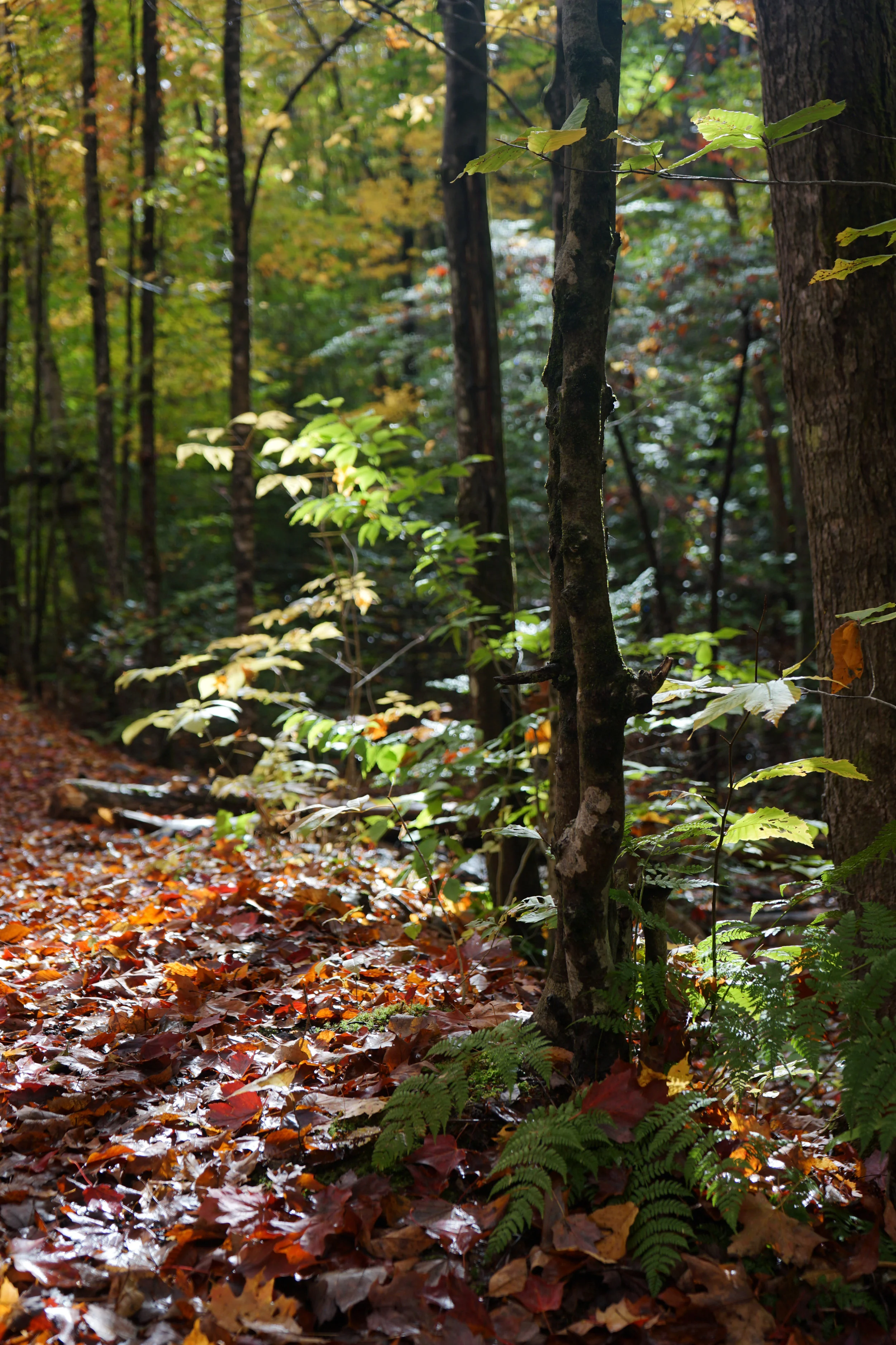 Franconia Falls Trail - Lincoln, New Hampshire