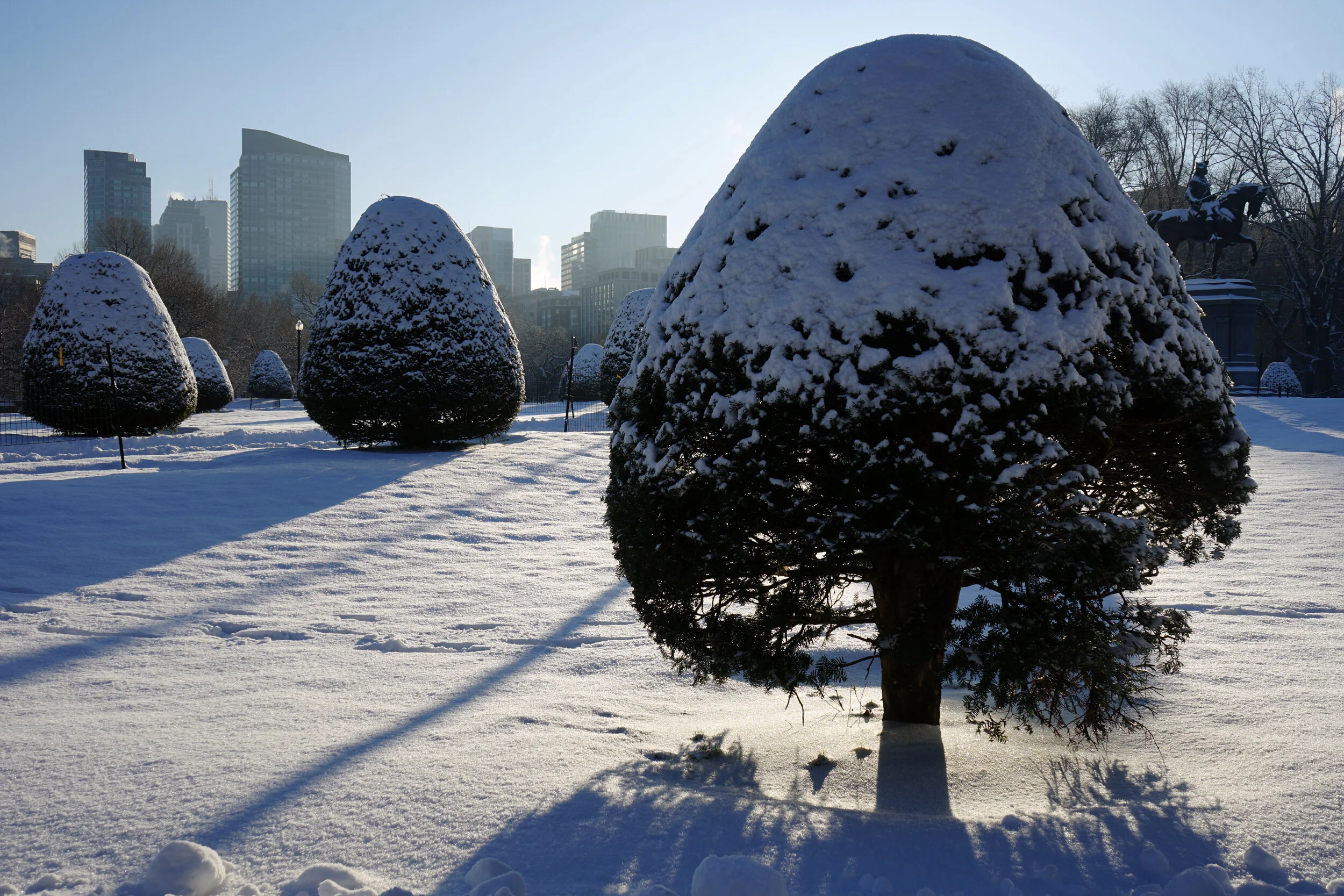 backlit trees.jpg