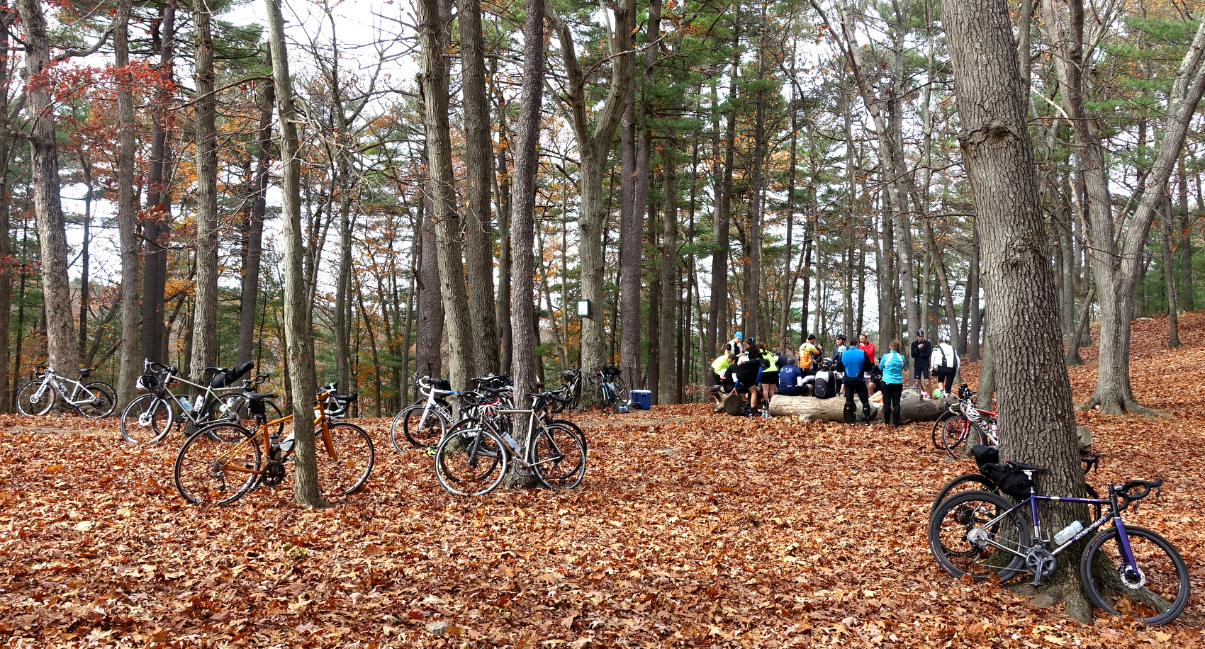 Meeting in the Woods - photo - Rob Vandermark.JPG