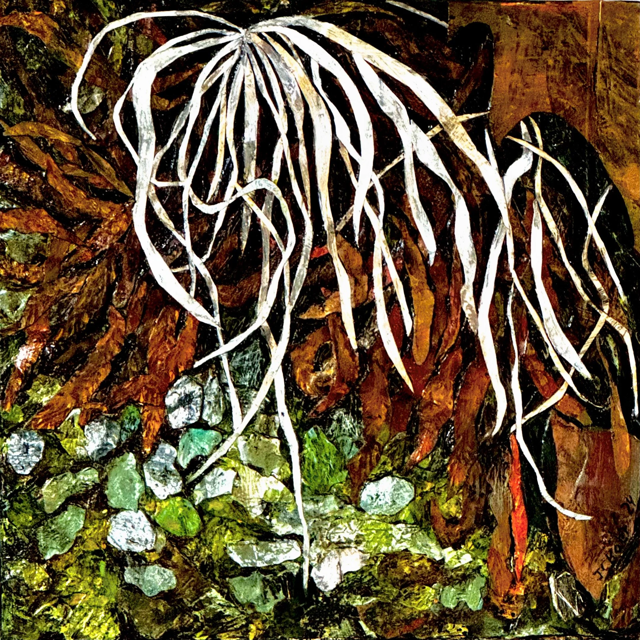 Poverty Oatgrass.jpeg