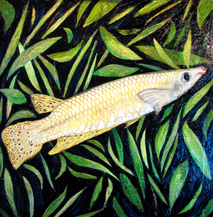 ceylonkillifish.jpg