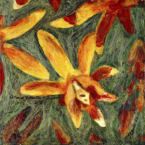 Orange Butterfly Milkweed (Asclepias tuberosa), 2022, acrylic on wood panel, 12x12”, $700 