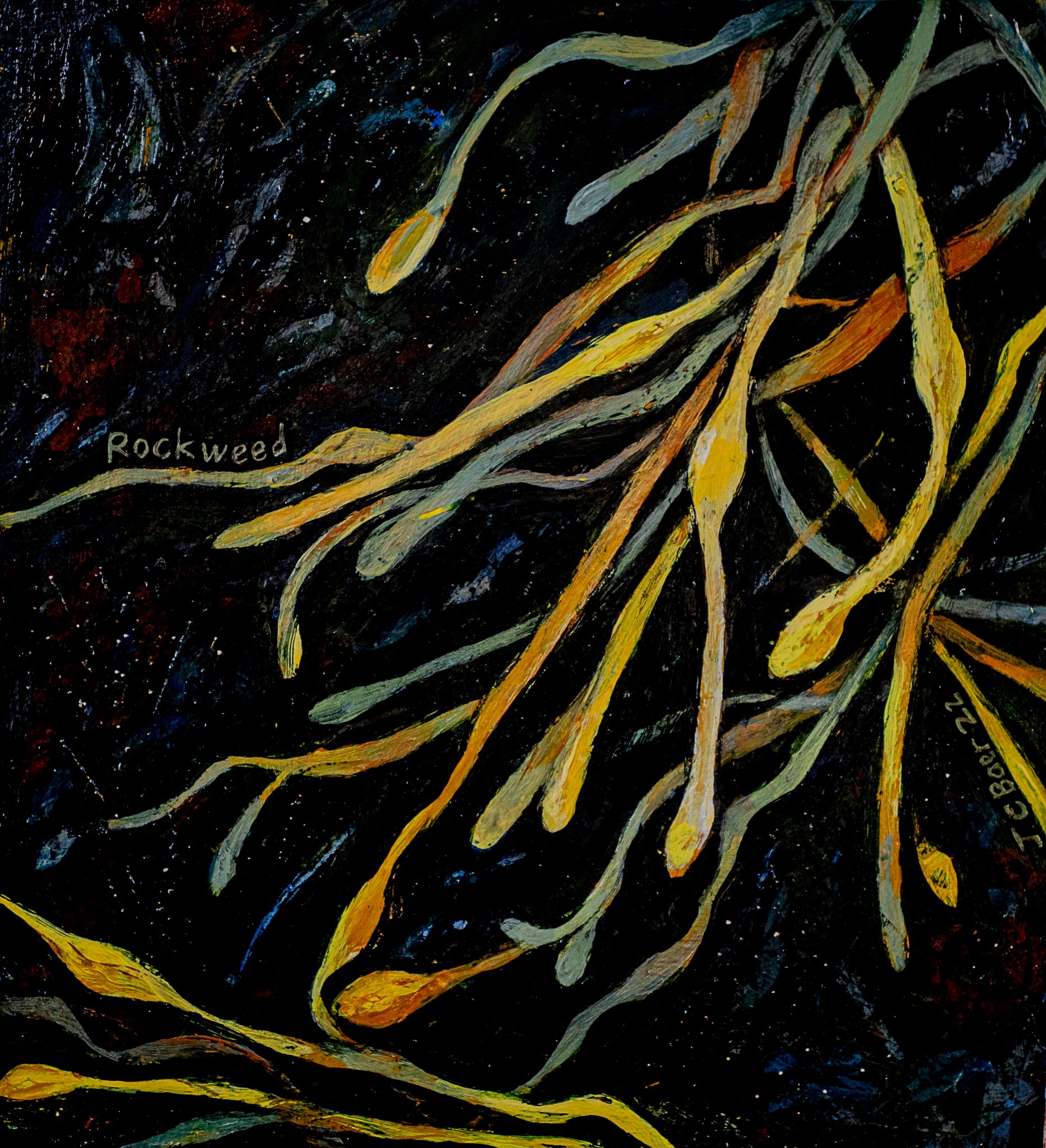 Rockweed Black (Ascophyllum nodosum),2022, acrylic on arches paper, 12x12”, $350 unframed