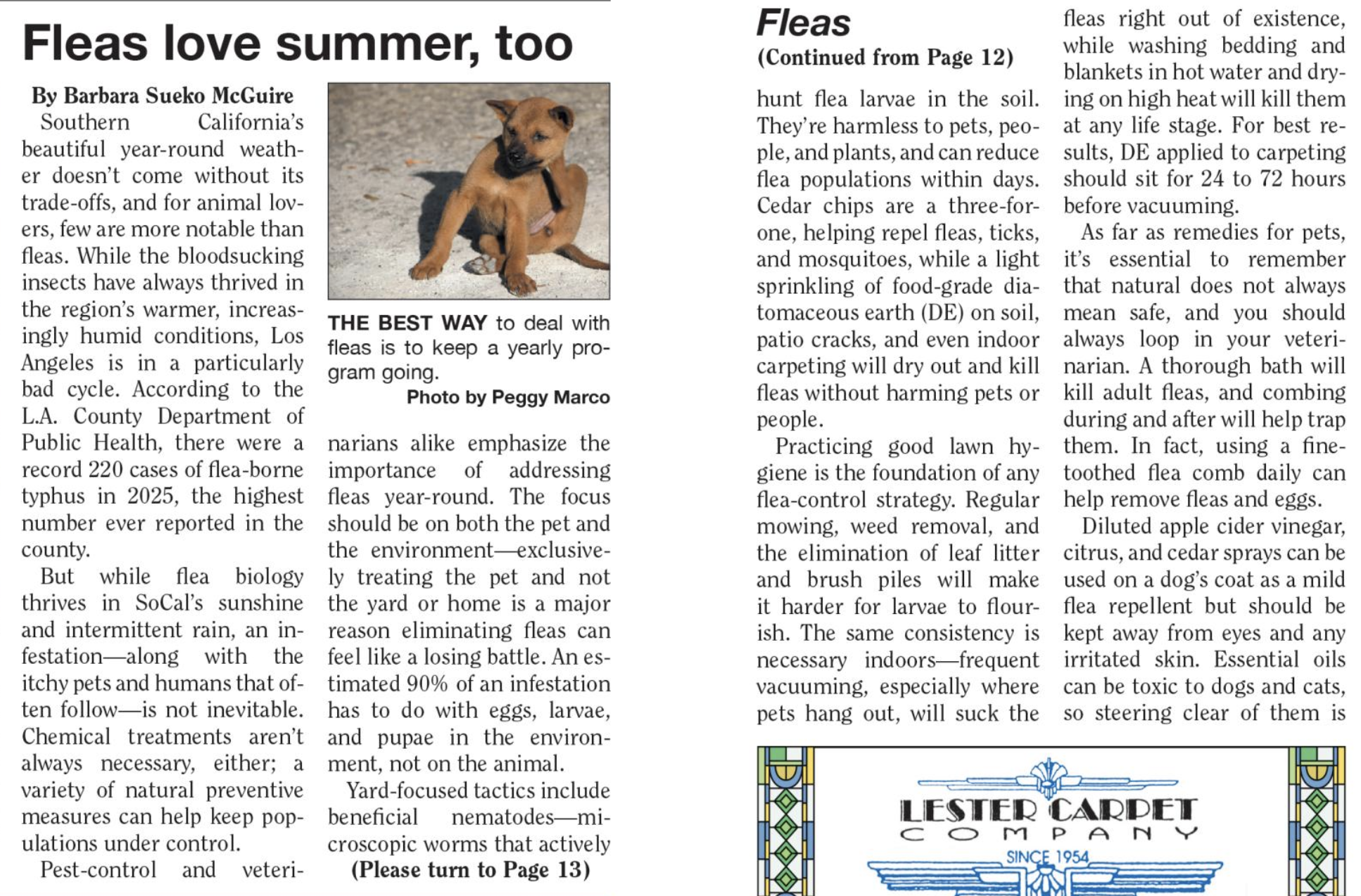 summer pet flea treament