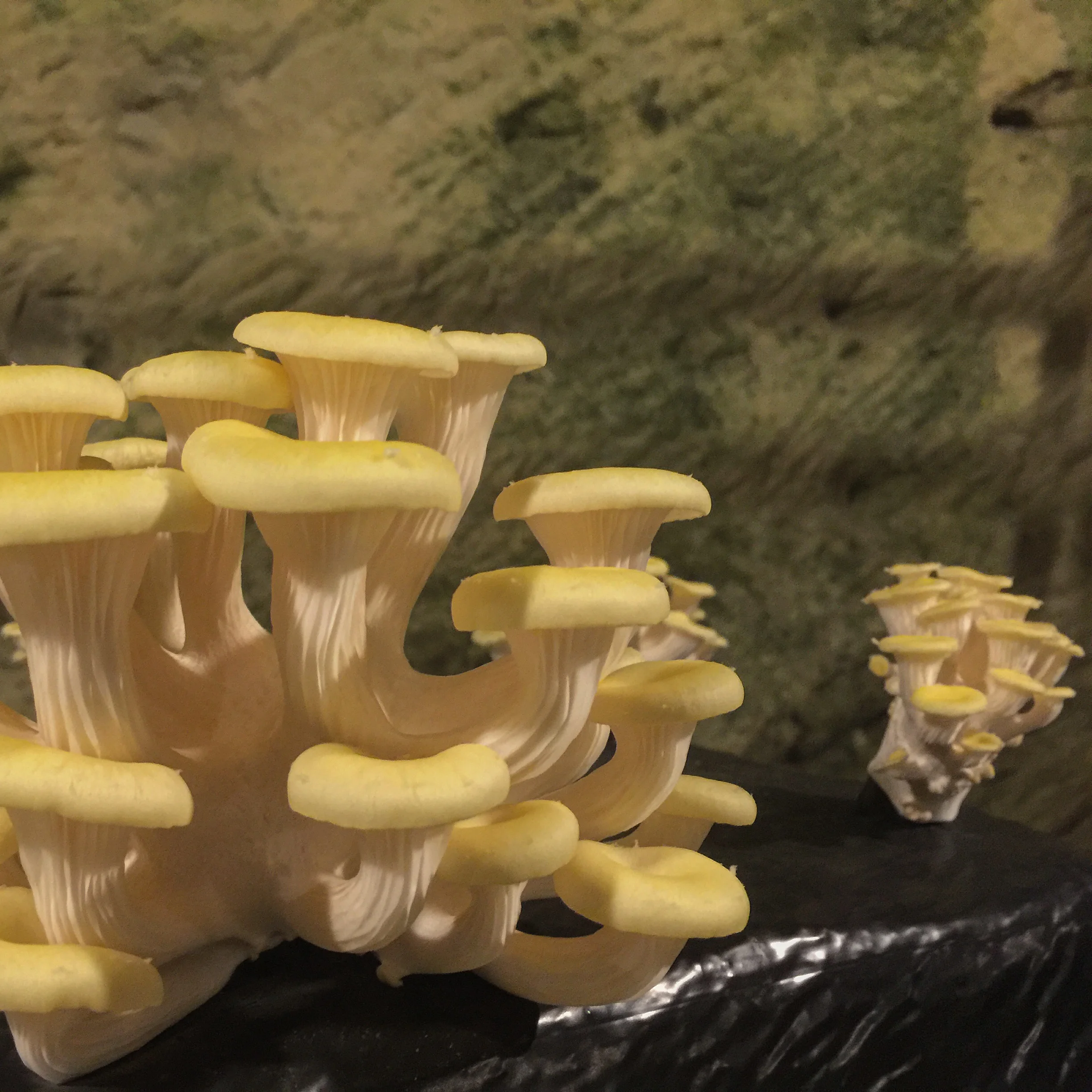 2016-03-16 17.41.45-2.jpg