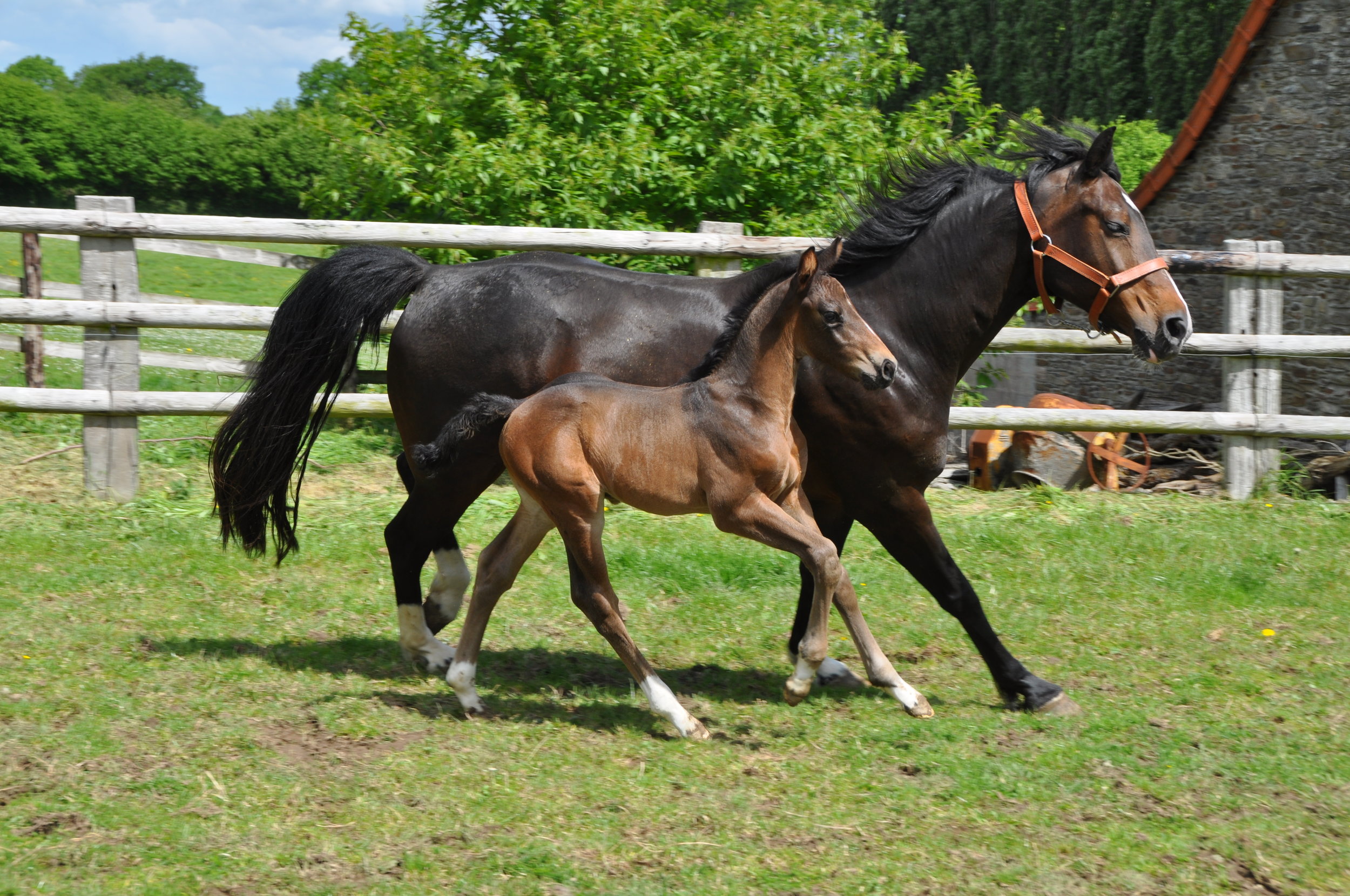 Foal BellaVita17 -1.JPG