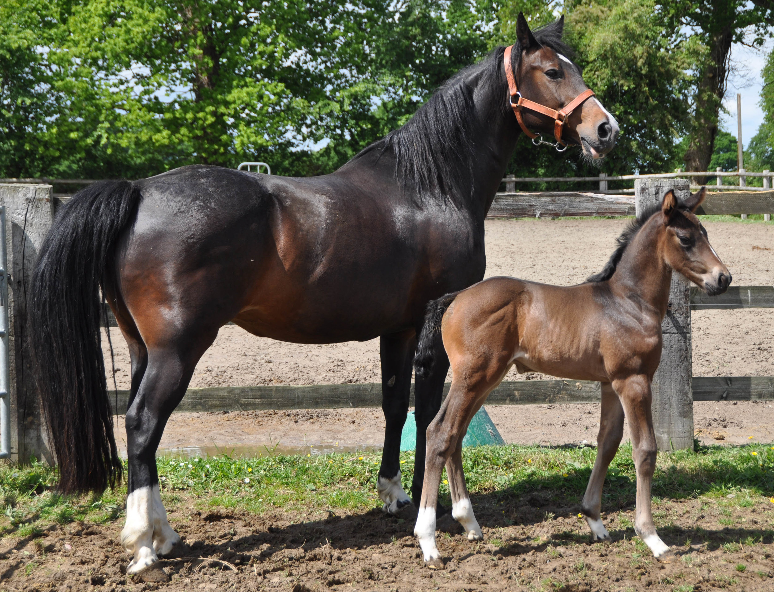 Helios Quality as a newborn foal!