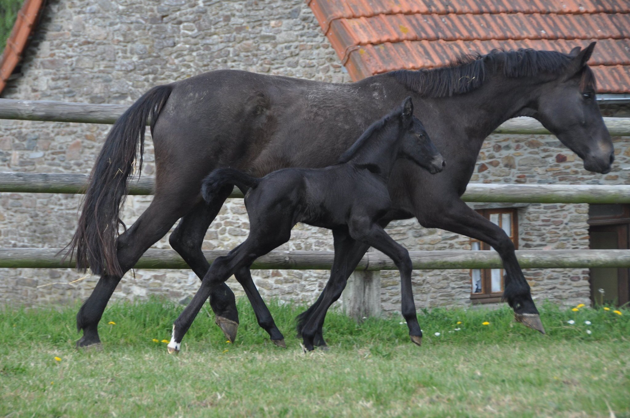 biscuit_and_foal_2.jpg